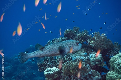 The underwater life of the Red Sea