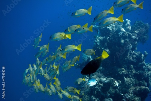 The underwater life of the Red Sea © Dmitry