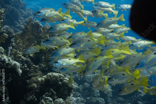 The underwater life of the Red Sea