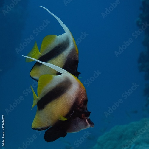 The underwater life of the Red Sea