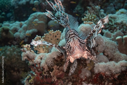 The underwater life of the Red Sea