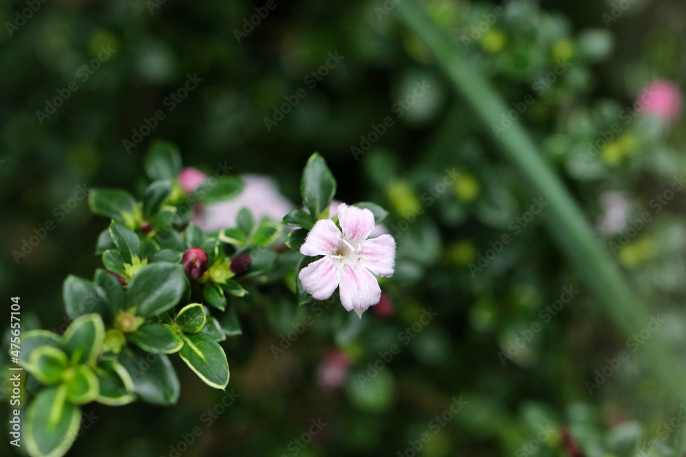 Japanese wild flower Japanese wild flower