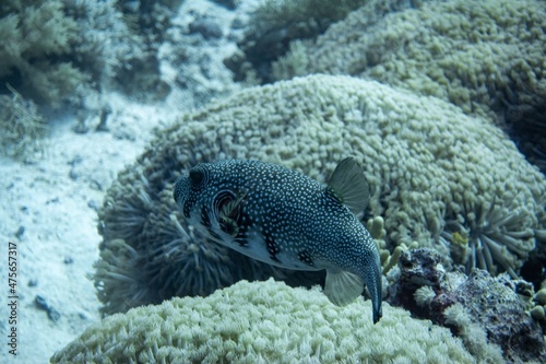 The underwater life of the Red Sea