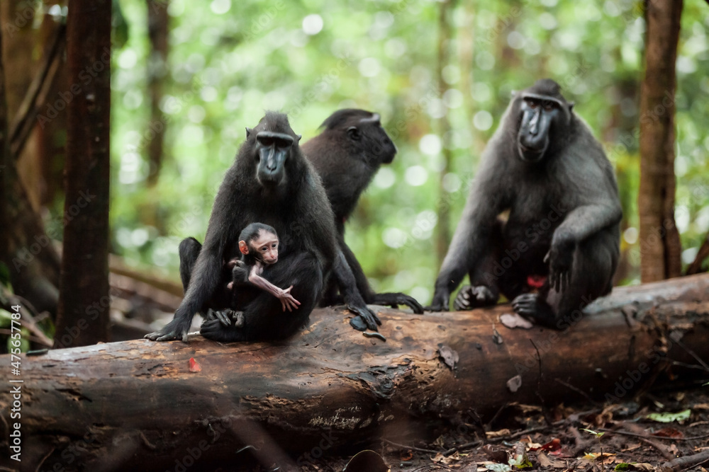 Obraz premium A family of Crested black macaques sitting on a large tree branch on the ground, Sulawesi island, Indonesia