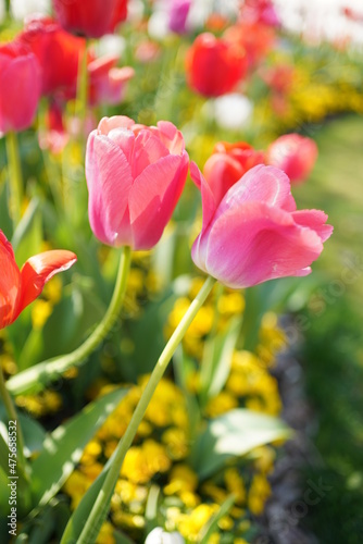 Dutch tulips are in full bloom in spring
