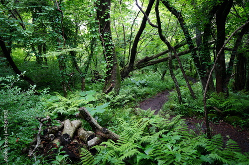 fern and old trees in the deep forest