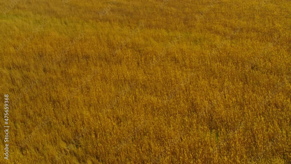View of cereals field to horizon. View from above of wheat field in summer day. 