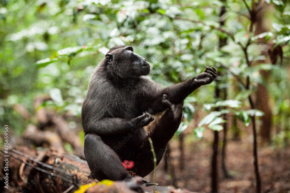 The Celebes crested macaque stretches its legs, Tangkoko National Park, Indonesia The Celebes crested macaque stretches its legs, Tangkoko National Park, Indonesia