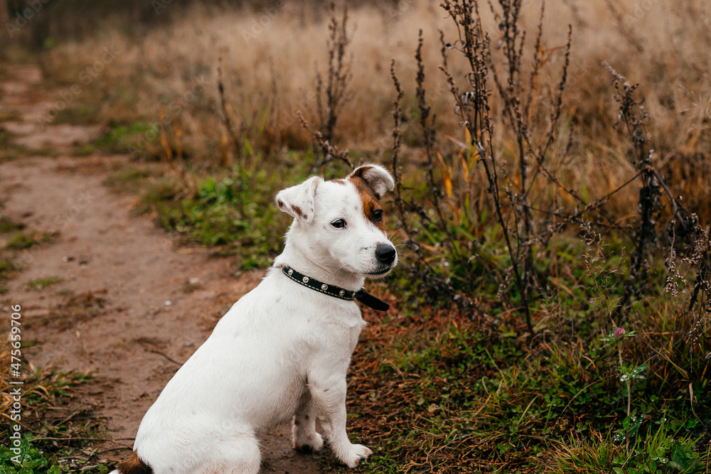 Jack Russell Terrier is sitting.The dog looks away.Autumn landscape, path.