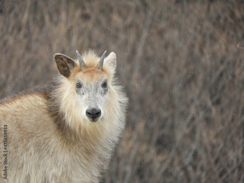 Fototapeta premium ニホンカモシカ