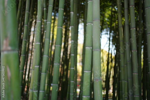 Green bamboo forest, mysterious oriental culture