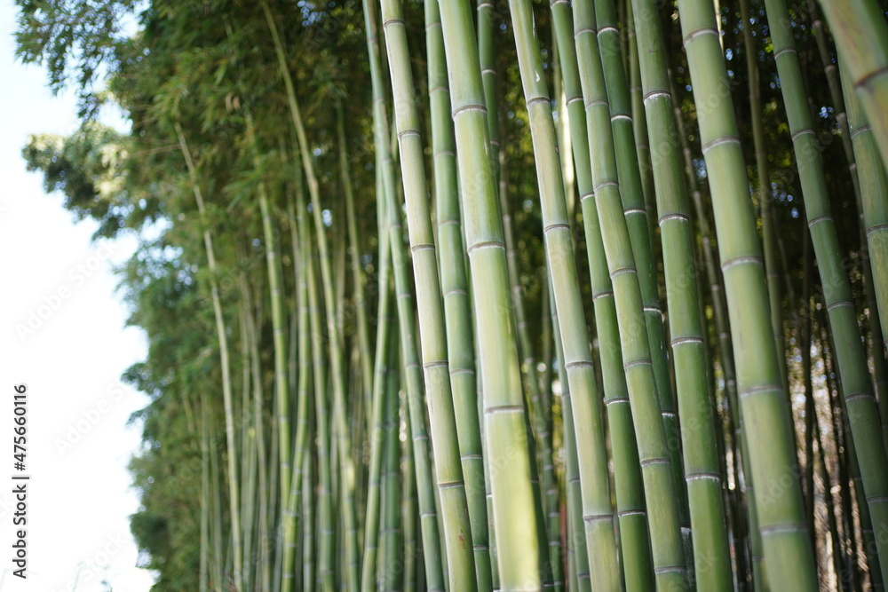 Green bamboo forest, mysterious oriental culture