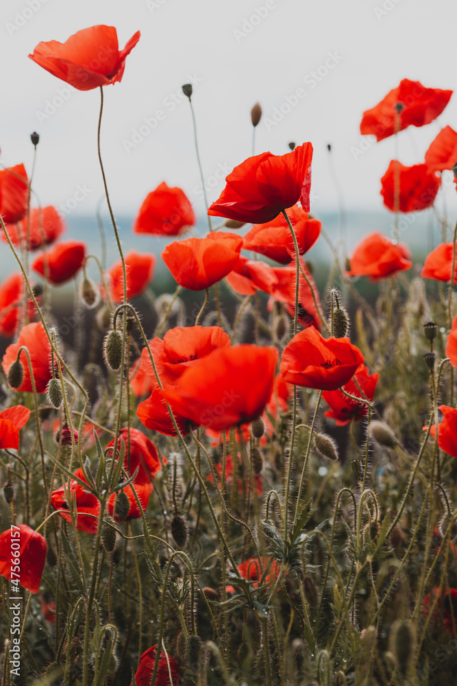 Fototapeta premium the poppies field