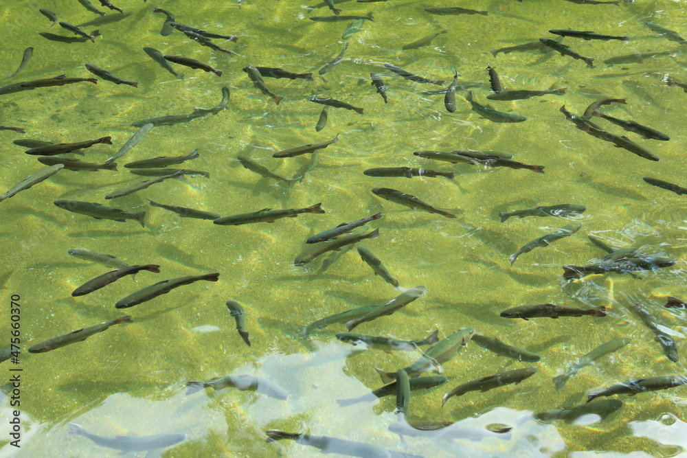 生け簀の魚 生け簀の魚