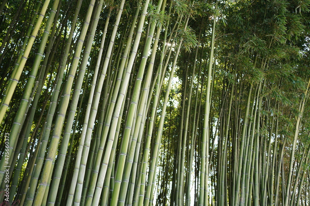Green bamboo forest, mysterious oriental culture Green bamboo forest, mysterious oriental culture