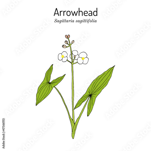 Arrowhead Sagittaria sagittifolia , medicinal plant