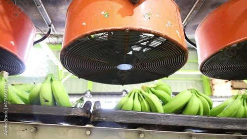 GUAYANILLA, PUERTO RICO - Apr 15, 2021: A process of harvesting in a farm photo