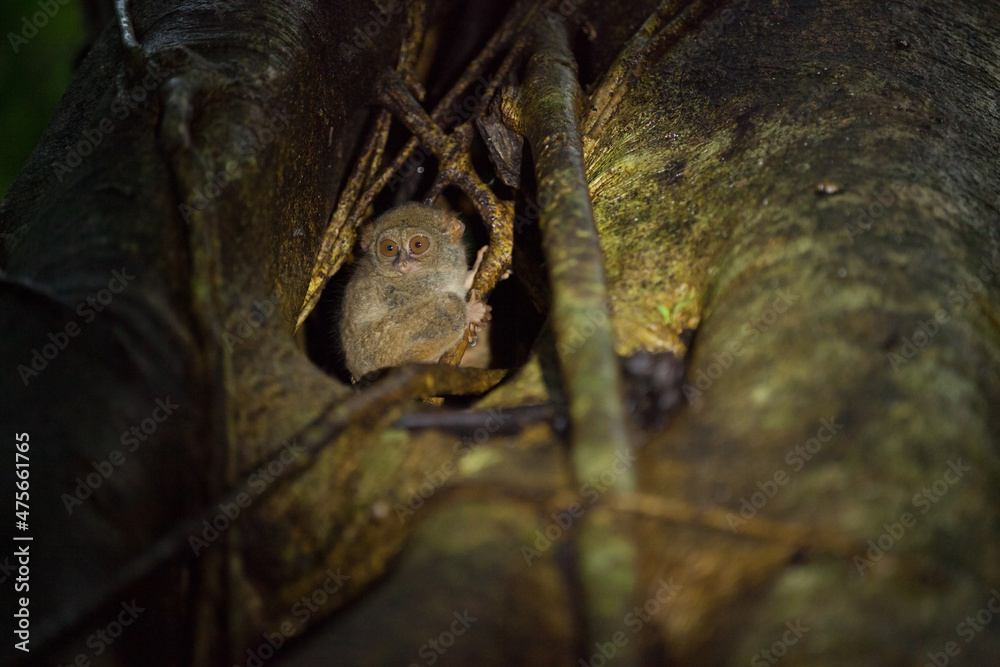 A family of tarsier is peeking out of the tree, Tangkoko National Park, Indonesia A family of tarsier is peeking out of the tree, Tangkoko National Park, Indonesia