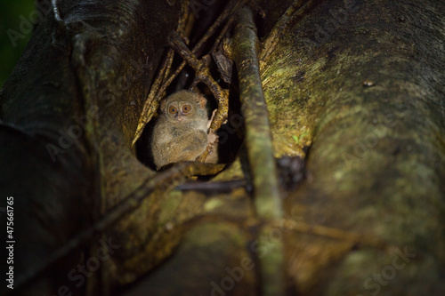 A family of tarsier is peeking out of the tree  Tangkoko National Park  Indonesia