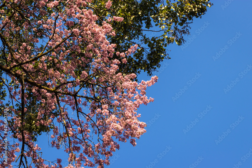 cherry blossom tree with bright blue sky at afternoon from different angles cherry blossom tree with bright blue sky at afternoon from different angles