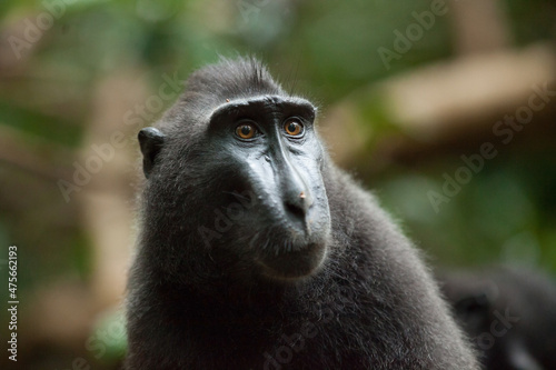 Cute portrait of celebes crested macaque