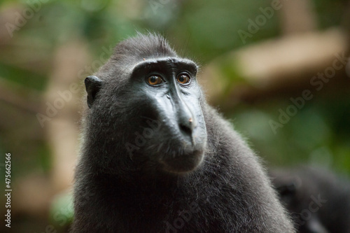 Closeup portrait of celebes crested macaque