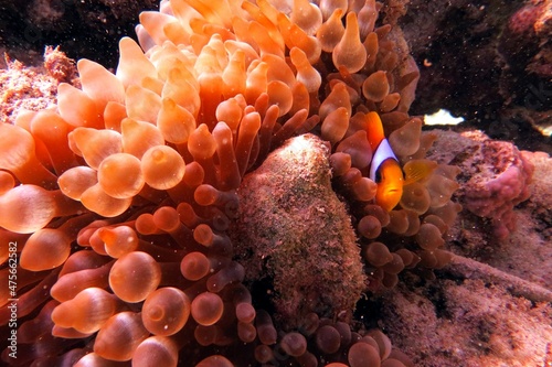 Foto red sea anemone