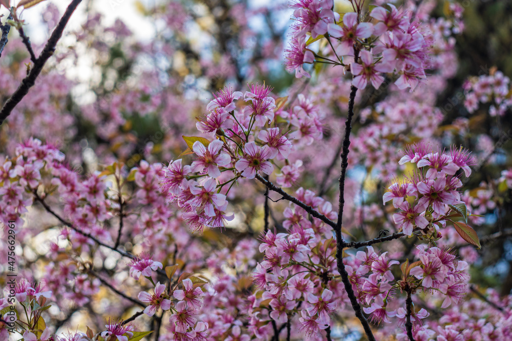 pink cherry blossom flowers bunches in tree branch with blurred background at afternoon