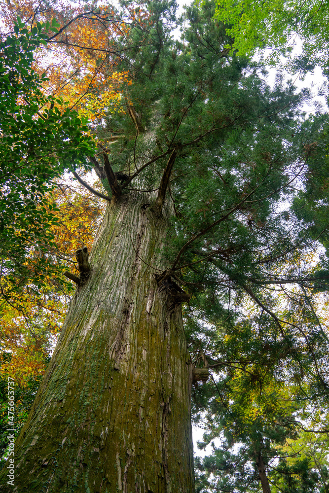Fototapeta premium 巨木 杉 高尾山薬王院