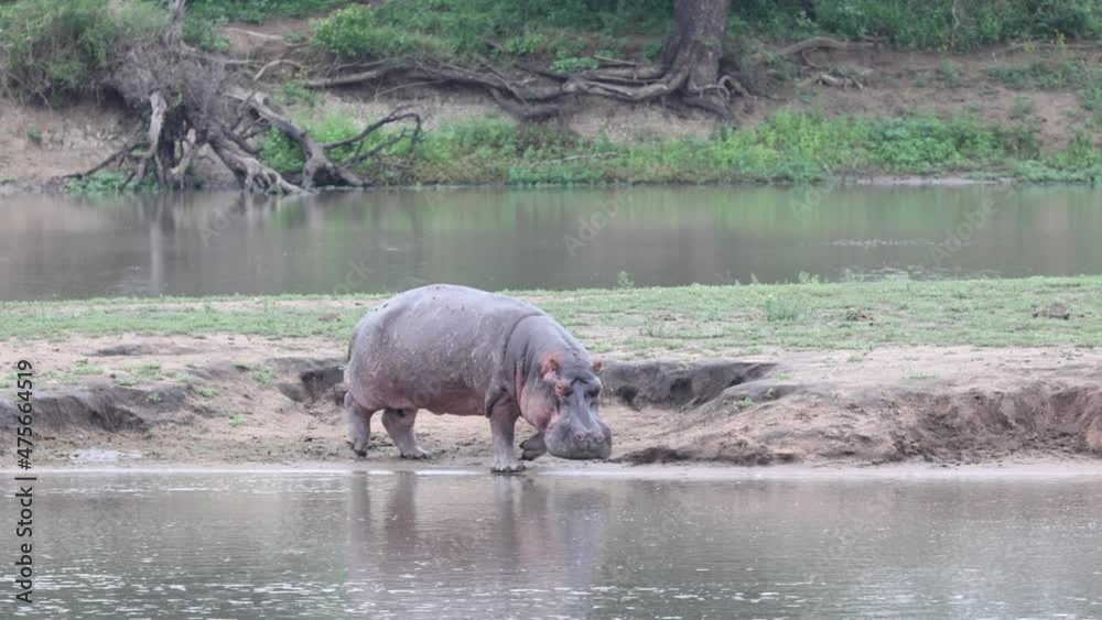 Hippo bull walks into the dam Hippo bull walks into the dam