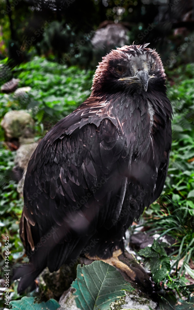 Fototapeta premium Young golden eagle on the stone. Latin name - Aquila chrysaetos 
