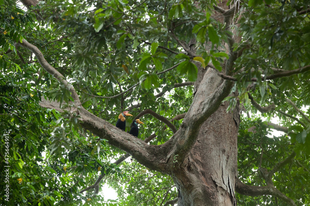 Hornbills sit on the big tree in a tropical rainforest