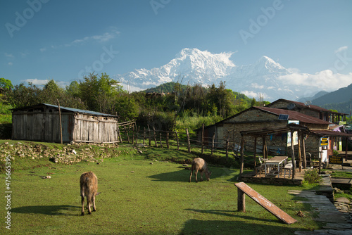 Pothana village in Nepal druing the Annapurna Sanctuary trek