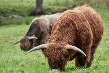 Highland beef cattle grazing in field on farm (Bos taurus taurus)