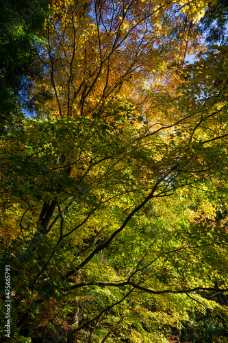 秋の自然林 木漏れ日 東京の森