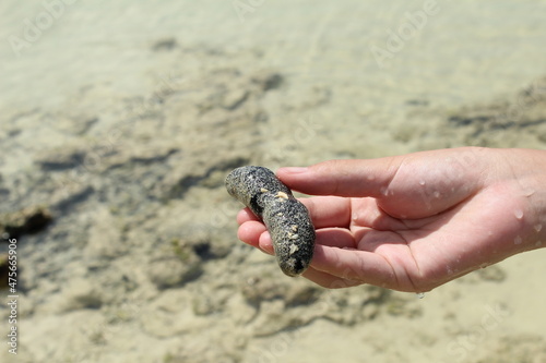 ナマコを持つ手