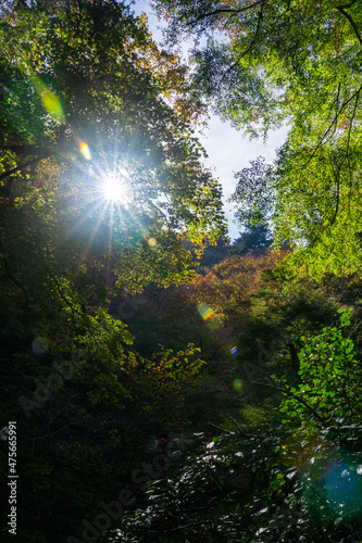 秋の自然林　木漏れ日　東京の森