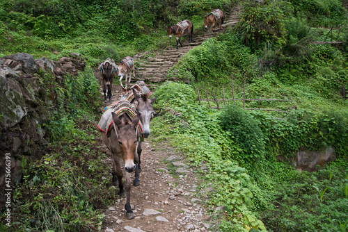 Annapurna Sanctuary trek part from Pitam Deurali to Bamboo.