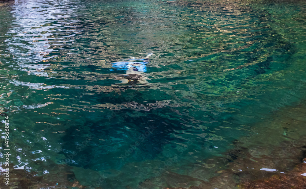 young man swimming underwater in natural waterfall clear water at morning from top angle