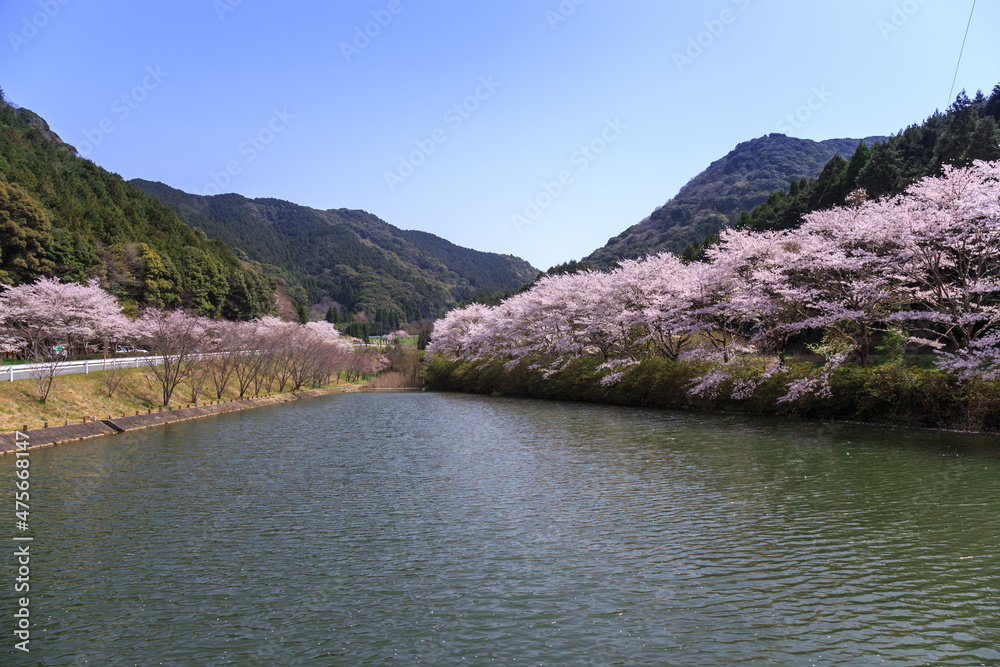 桜と湖　春のイメージ