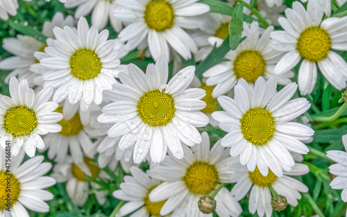 white-yellow daisy flowers top view closeup  natural background