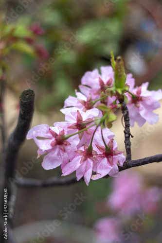 桜の花　春のイメージ © TOMO