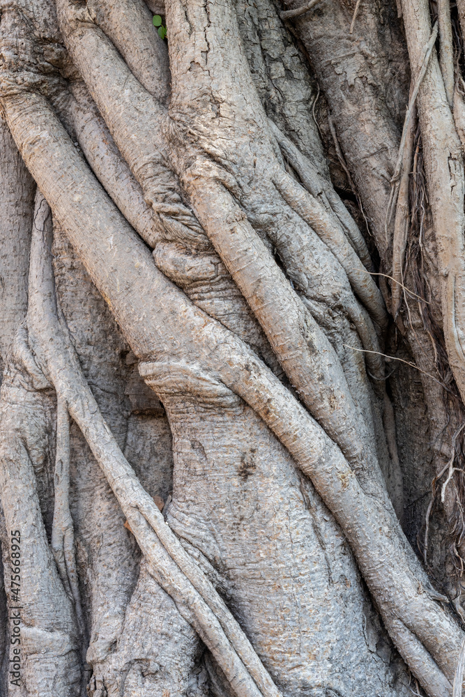 Closeup detail of intricate natural texture of the trunk and bark of an old ficus religiosa aka bodhi tree or sacred fig Closeup detail of intricate natural texture of the trunk and bark of an old ficus religiosa aka bodhi tree or sacred fig