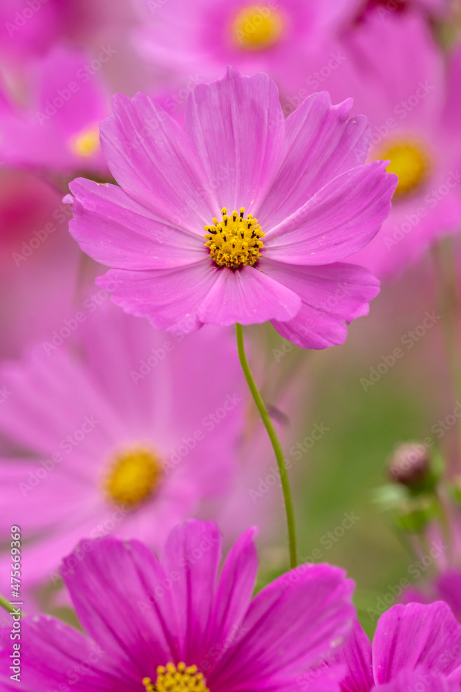 コスモスの花　秋のイメージ