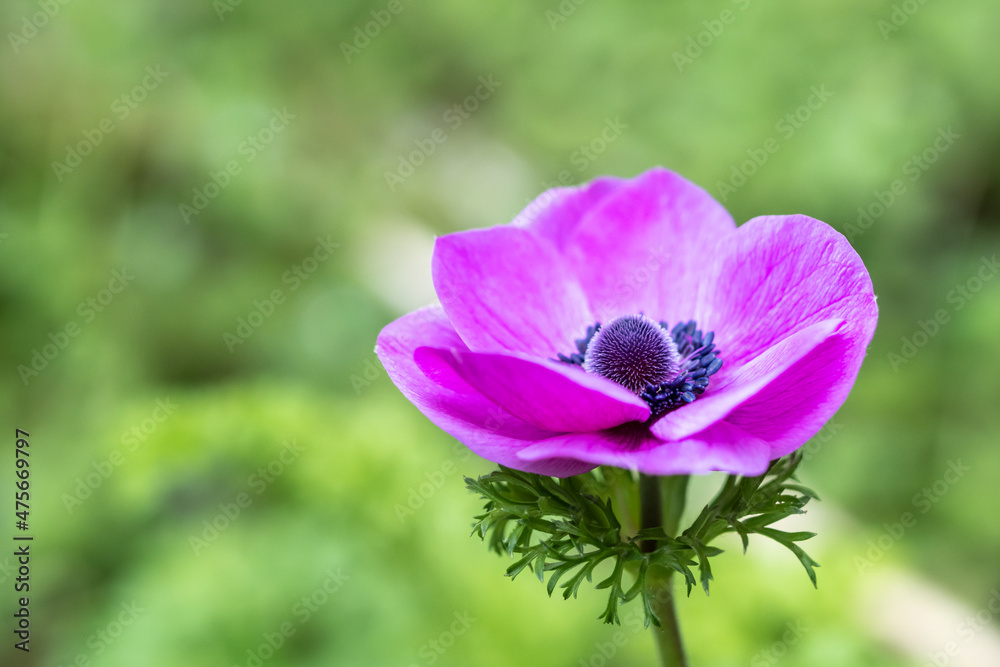 アネモネの花 春のイメージ アネモネの花 春のイメージ