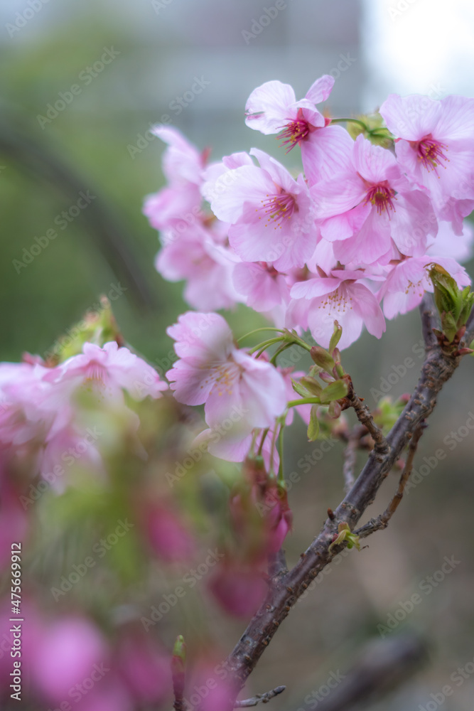 Fototapeta premium 桜の花 春のイメージ