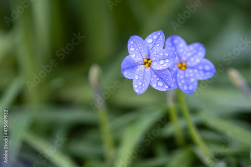 ハナニラの花 春のイメージ