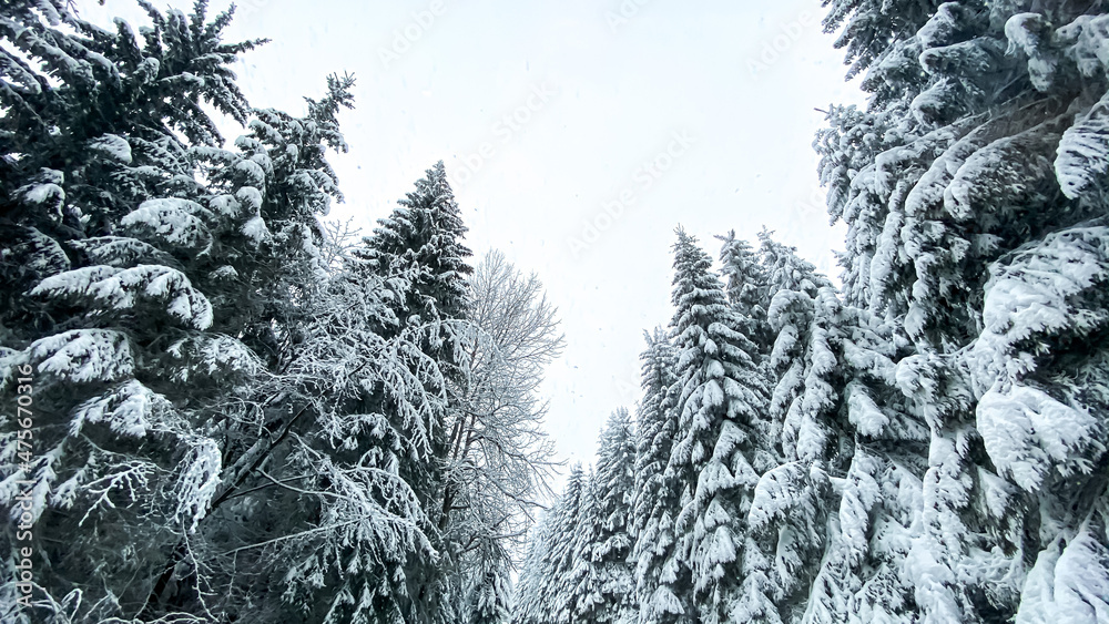tree in the winter forest tree in the winter forest