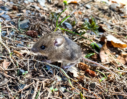 The wood mouse  Apodemus sylvaticus  in the forest with some leaves and grass