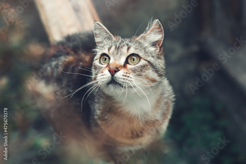 Street cat portrait. A beautiful cat sits on a wooden board in the garden and looks up. Top view.